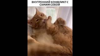 внутренний конфликт кота