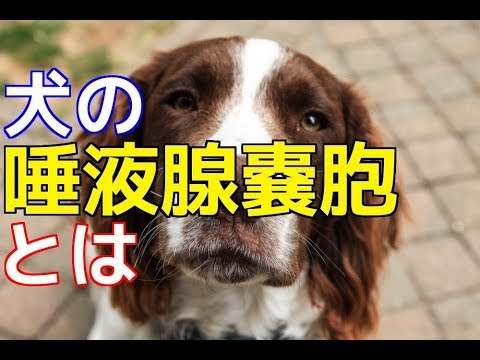 愛犬のための知識 犬の唾液腺嚢胞とは 犬を知る Youtube