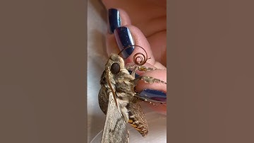 Feeding a #hawkmoth honey-water! #moths His proboscis is so neat!!!