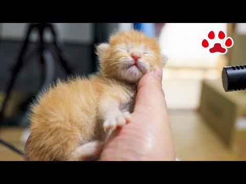 チョコメルさま】vintage cat ୨୧ ベイビーフェイス 猫ちゃん Mell