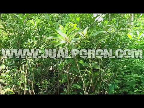 Jual Pohon Buah Sawo Jumbo 1,5 Meteran Cocok Ditabulampot