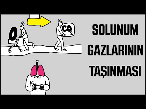 Animasyonlarla Biyoloji : Solunum Gazlarının Taşınması