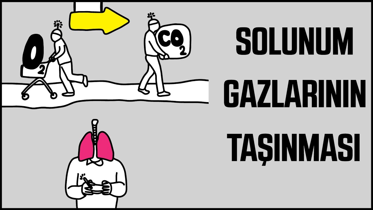 Animasyonlarla Biyoloji : Solunum Gazlarının Taşınması