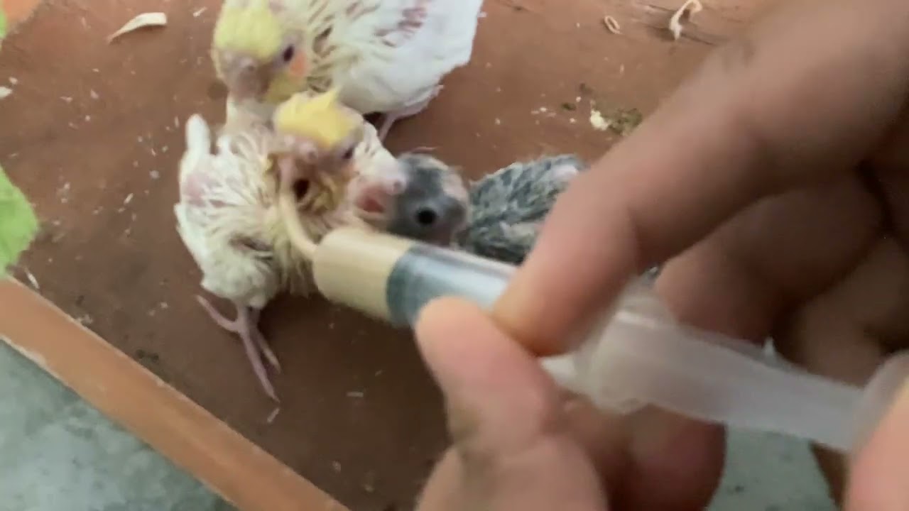 طريقه اطعام افراخ الكوكتيل