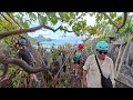 Walking Tour: The Canopy Walk, El Nido Palawan 2025