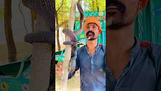 Fiaz Jogi Rescue Snake In Tree