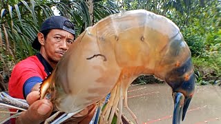 Download Lagu amazed when he managed to catch the biggest prawn in this river, the latest fishing for prawns MP3 Download Lagu amazed when he managed to catch the biggest prawn in this river, the latest fishing for prawns MP3