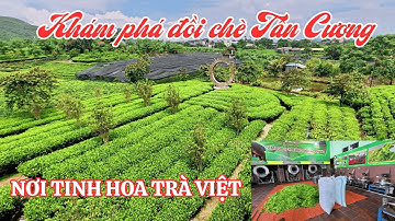 Thăm đồi chè Tân Cương Thái Nguyên |Tận mắt quy trình làm ra danh trà nức tiếng đất Việt