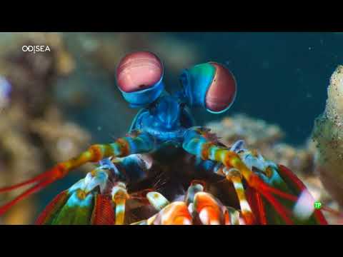Extrañas Criaturas: EXCÉNTRICOS DEL OCÉANO - Episodio 3 - Documental Naturaleza 2018 HD 1080p