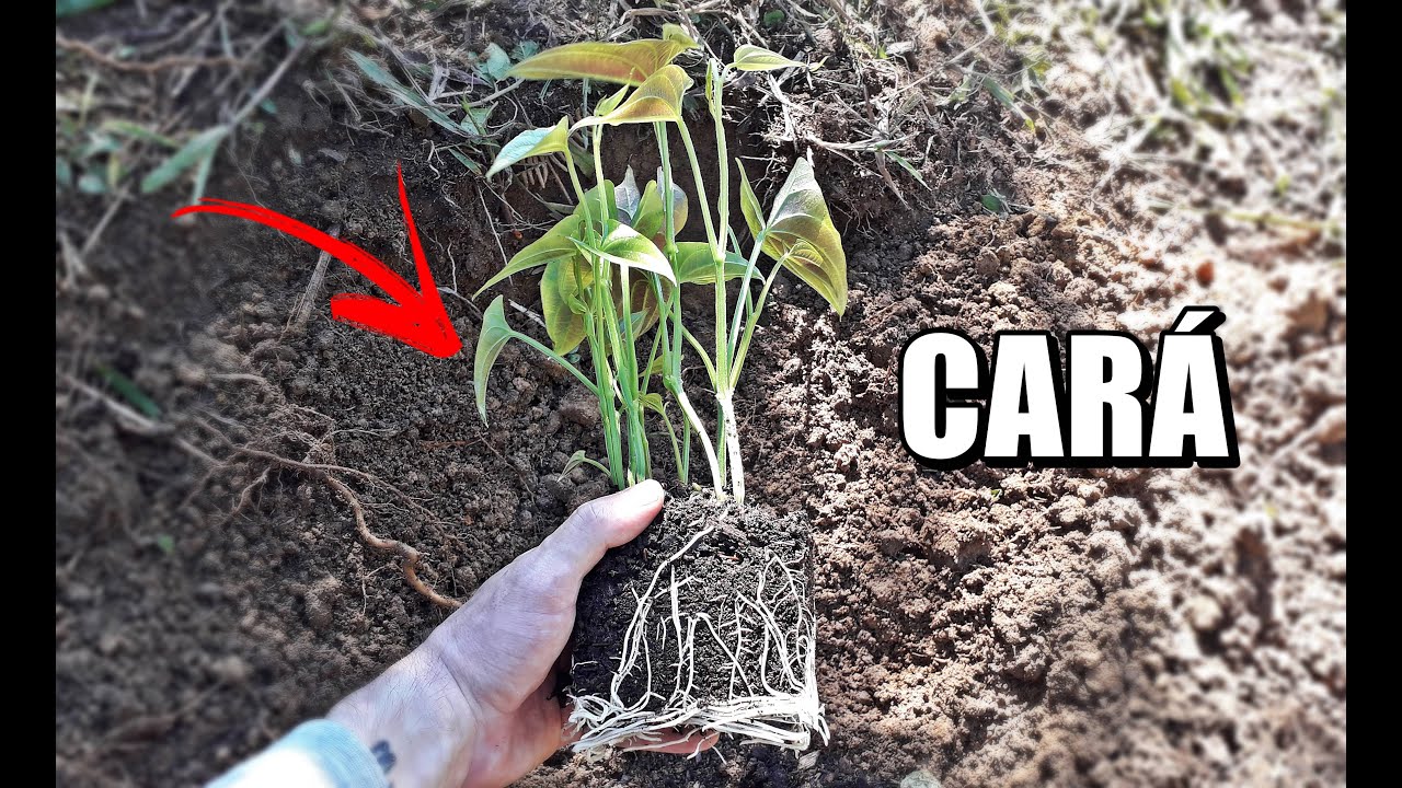 Como plantar coliflor