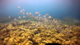 Banco de Sargos en Isla del Toro E