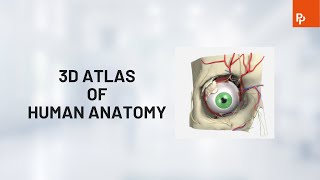 Primal Pictures 3D Atlas of Human Anatomy