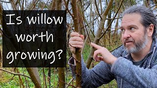 Willow vs alder coppice for free firewood forever!