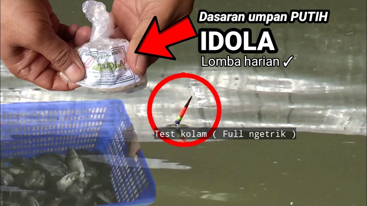 Membuat umpan putih ikan mas untuk lomba harian