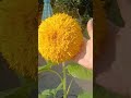 Teddy Bear Sunflower From Seed 1 Lb Head mp3