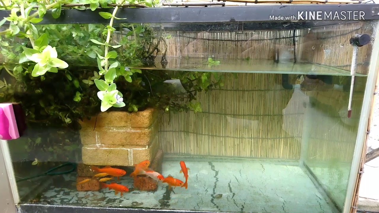 いよいよ稚魚達を親水槽に合流 金魚すくい金魚水槽23 Youtube いよいよ稚魚達を親水槽に合流 金魚すくい金魚水槽23 Youtube