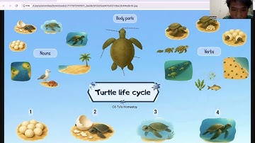 Tiếng Anh Giao Tiếp Phan Thiết: James practices talking about Turtle life cycle