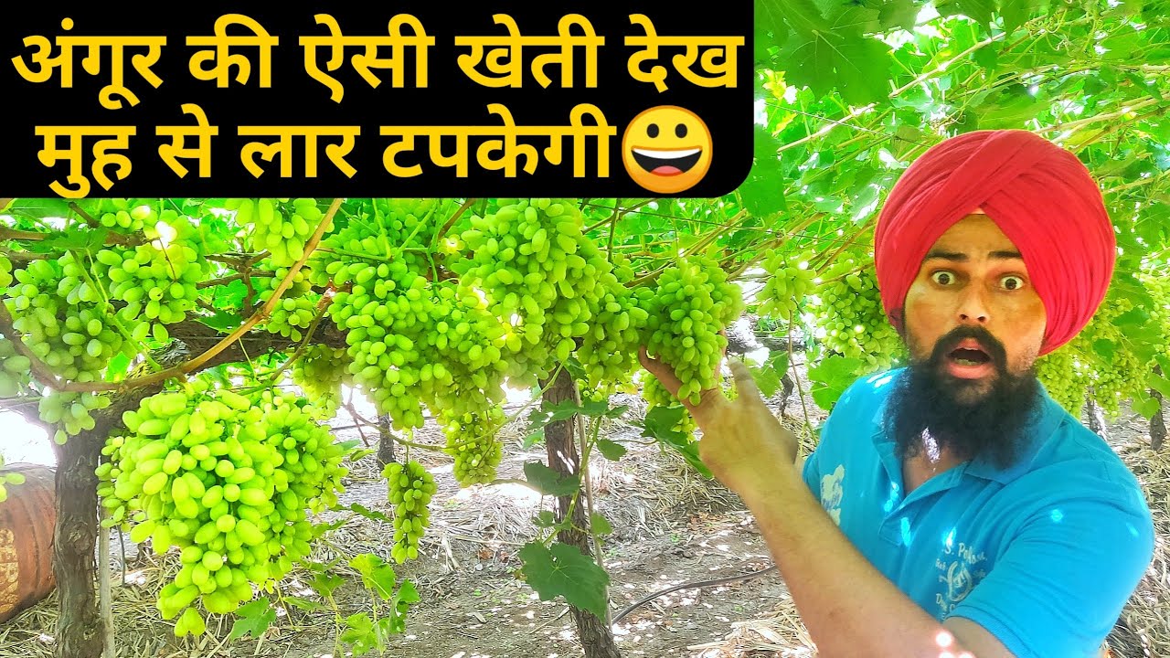मशहूर अंगूर की खेती सीधे महाराष्ट्र सेGrapes Farming In Maharashtra