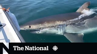 #TheMoment a man came facetoface with a great white shark