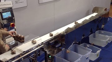 multi sorting checkweigher 7 levels grading test video