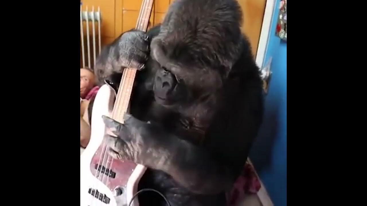 Gorilla Slap Bass YouTube