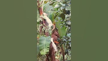 Playful Kittens Racing Up and Down a Banana Tree #shorts