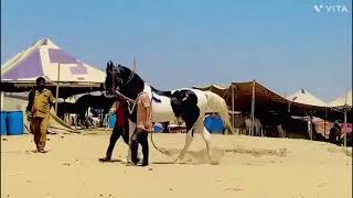 Telangana stud farm and Asianhorse riding School for booking call on 9533744190 screenshot 5
