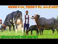 40000 में गाय, 70000 में भैंस, 20 पशु बिकाऊ। Low price High Milking Premi Dairy Farm, Mandi Dabwali