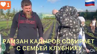 Рамзан Кадыров Собираем с семьей клубнику #кадыров #чечня #грозный #россия #семья #путин #клубника