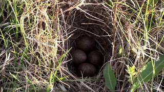 Bieszczady - Skowronek: gniazdo i jaja / Nest and eggs / Alauda arvensis  / Eurasian skylark
