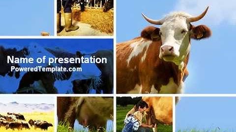 Cow PowerPoint Template by PoweredTemplate.com