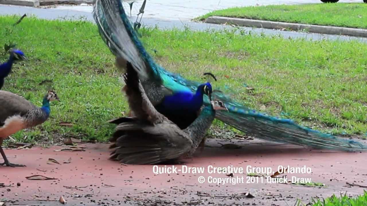 How do peacocks reproduce?