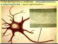 Нервная ткань-1. Видеолекция С.М.Зиматкин (9)