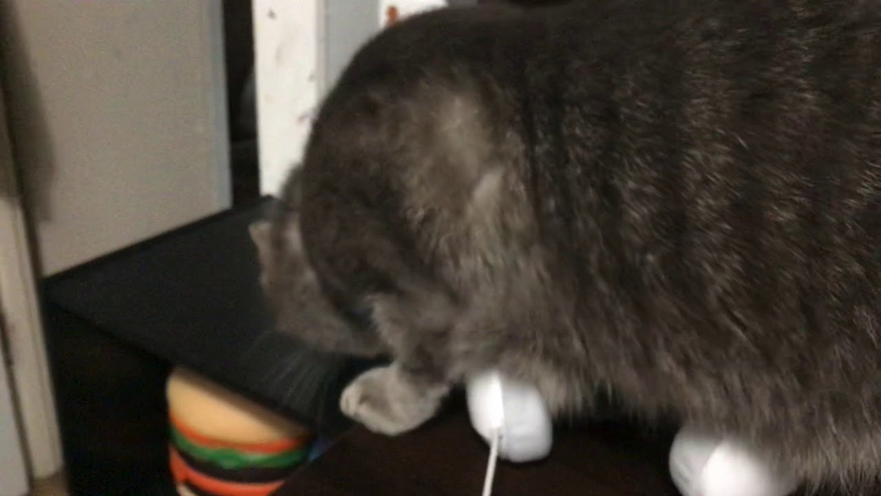 my-cat-trying-to-eat-my-food-youtube