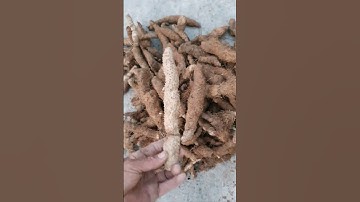 Nhục thung dung nam || zalo:0396761661