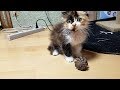 【ガリガリに痩せた保護子猫】家族になって心を開くと、こんな遊びをするようになりました。[Protection cat] A kitten that opens a heart.