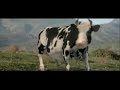 بقرة بتلعب كاراتيه Cow Play Karate 