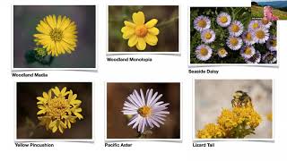 Wildflower Identification with Judy Kramer