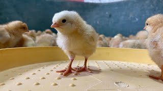 How to care for newborn chicks - How to raise chickens in winter -  Raising ducks.