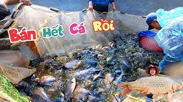 Đã Bán Hết Ao Cá Chim Không Ngờ Được Nhiều Đến Vậy - Mua Thêm Con Chép Siêu To Khổng Lồ / Quế Nghịch