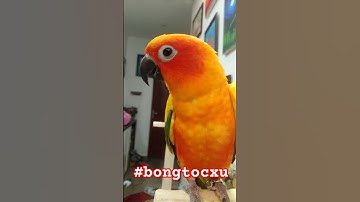 Dạy vẹt nói "có khách" #pets #shorts #short #parrot #shortvideo