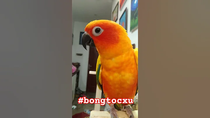 Dạy vẹt nói "có khách" #pets #shorts #short #parrot #shortvideo