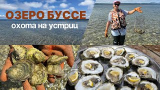 картинка: 83 – ОЗЕРО БУССЕ на Сахалине – охота на устриц и других морских гадов