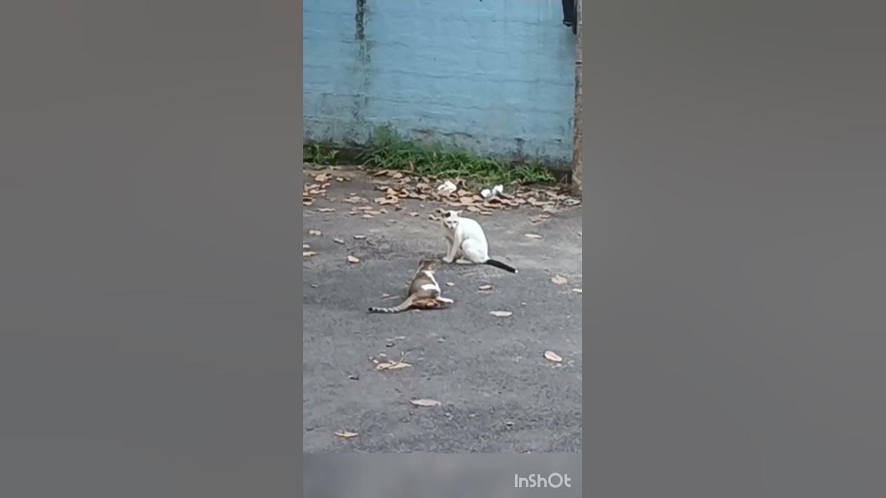 female-cat-in-heat-calling-male-cat-youtube