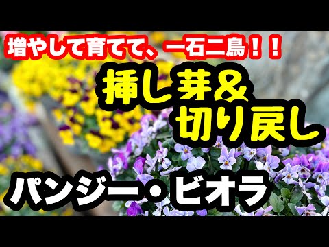 ◇【Cutting & Cutting Back】Kill two birds with one stone by