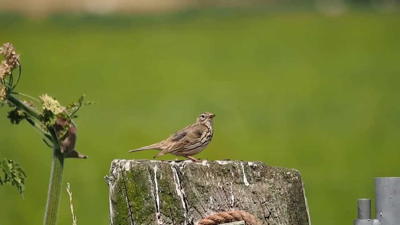 Vroege Vogels - Zingende Graspieper - Youtube