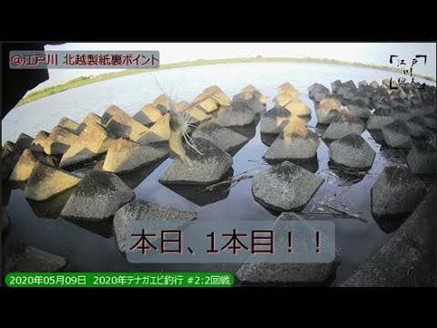 江戸川狩人 10 年度 テナガエビ 2回戦 05 09 Youtube