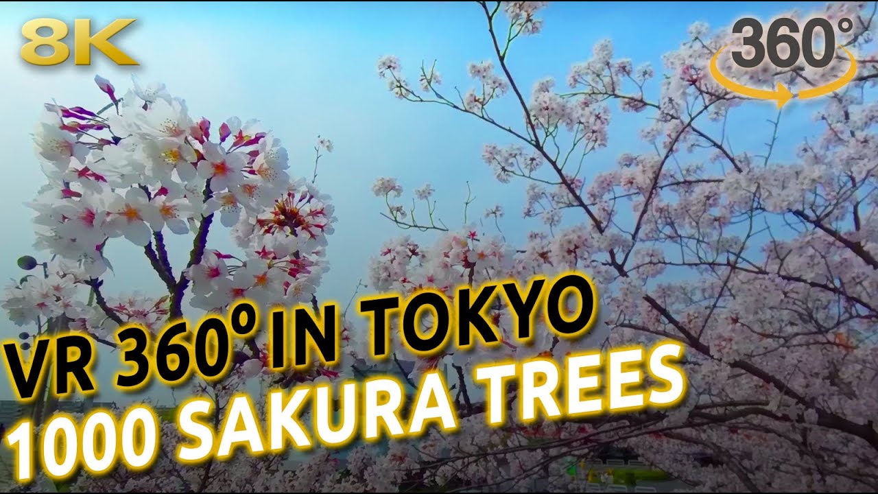 VIRTUAL REALITY in 1000 SAKURA TREES PARK in Tokyo, Japan [8K ASMR 3D audio]