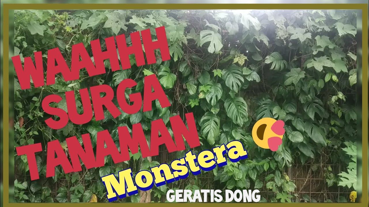 Tanaman Monstera Epipremnum Pinatum Tumbuh Subur Liar Di Alam Ambil Sepuasnya Gan Youtube