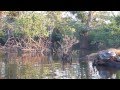 Anaconda en Amazonia - Anaconda Snake Amazonia.